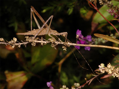 Grasshopper deals lily wedge
